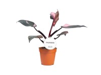 Elefantenfuss Beaucarnea recurvata gerade Topf  27 cm / Hhe 110 cm