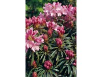 Rhododendron Zwergform Verschiedene Farben 2 l