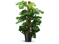 Fensterblatt Monstera deliciosa Topf  21 cm / Hhe ca. 80 - 90 cm