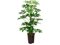 Hydropflanze Kentia-Palme Howea forsteriana Topf  18 cm / Hhe 100 cm