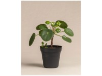 Feey Glcksfeder Zamioculcas zamiifolia Hhe 40 - 60 cm