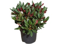Rhododendron Zwergform Verschiedene Farben 2 l