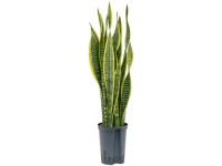 glücksfeder künstlich Schwarze Glücksfeder | Zamioculcas main image 0