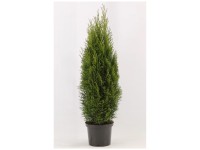 Lebensbaum Smaragd Thuja occidentalis Topf  19 cm