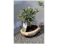 sansevieria hahnii green Sansevieria Hahnii Sunny Star – In Succulent Love main image 1
