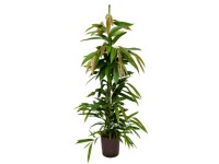 Hydropflanze Kletterphilodendron Philodendron scandens Topf  15 cm