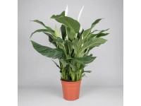 Paradiesvogelblume Strelitzea nicolai Topf  19 cm