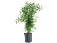 Hydropflanze Kentia-Palme Howea forsteriana Topf  18 cm /Hhe 140 cm