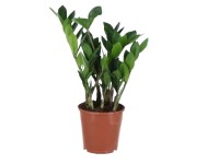 sansevieria solid gold Snake Plant Sansevieria Gold Flame - Air-purifying, Easy to Care Plant main image 0