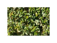 kirschlorbeer hecke genolia Kirschlorbeer 'Genolia' kaufen – kompakte Hecke main image 1