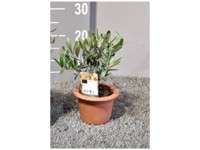 GROW by OBI Olivenbaum Olea europea Stamm Topf  40 cm