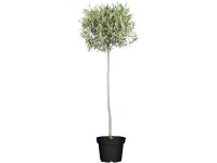 GROW by OBI Olivenbaum Olea europea Stamm Topf  40 cm
